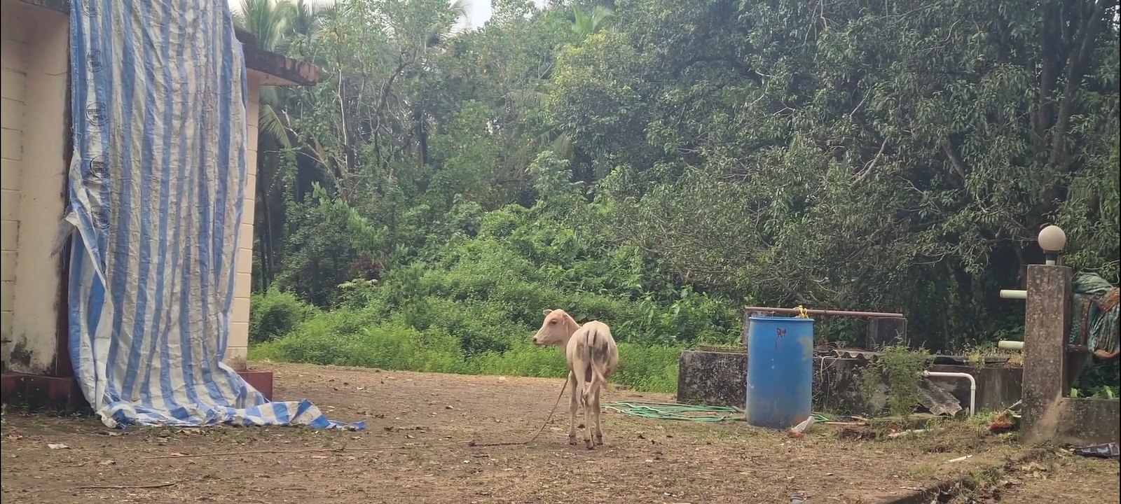 Boy Chases a Calf