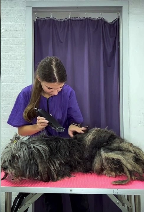 Toilettage d'un chien négligé pendant des années... Magnifique