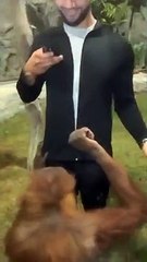 Quand un orang-outan te pique ta veste