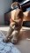 Baby Cute Cat Doing Clichés | cute animal | cute cat morning cliches