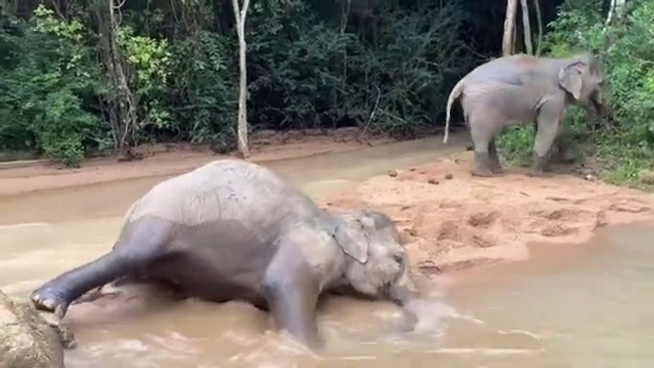 Young Elephants Playing In The Water Together With Friends Look Like A Lot Of Fun!!