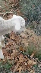 Lucunya anak domba yang mulai belajar makan rumput
