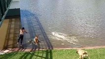 Homem é visto se refrescando com quatro cachorros no Lago Aratimbó, em Umuarama
