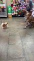 Two 8-Month-Old Puppies Meet