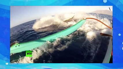 The Dark Side Of Whales That Will Send A Shiver Down Your Spine