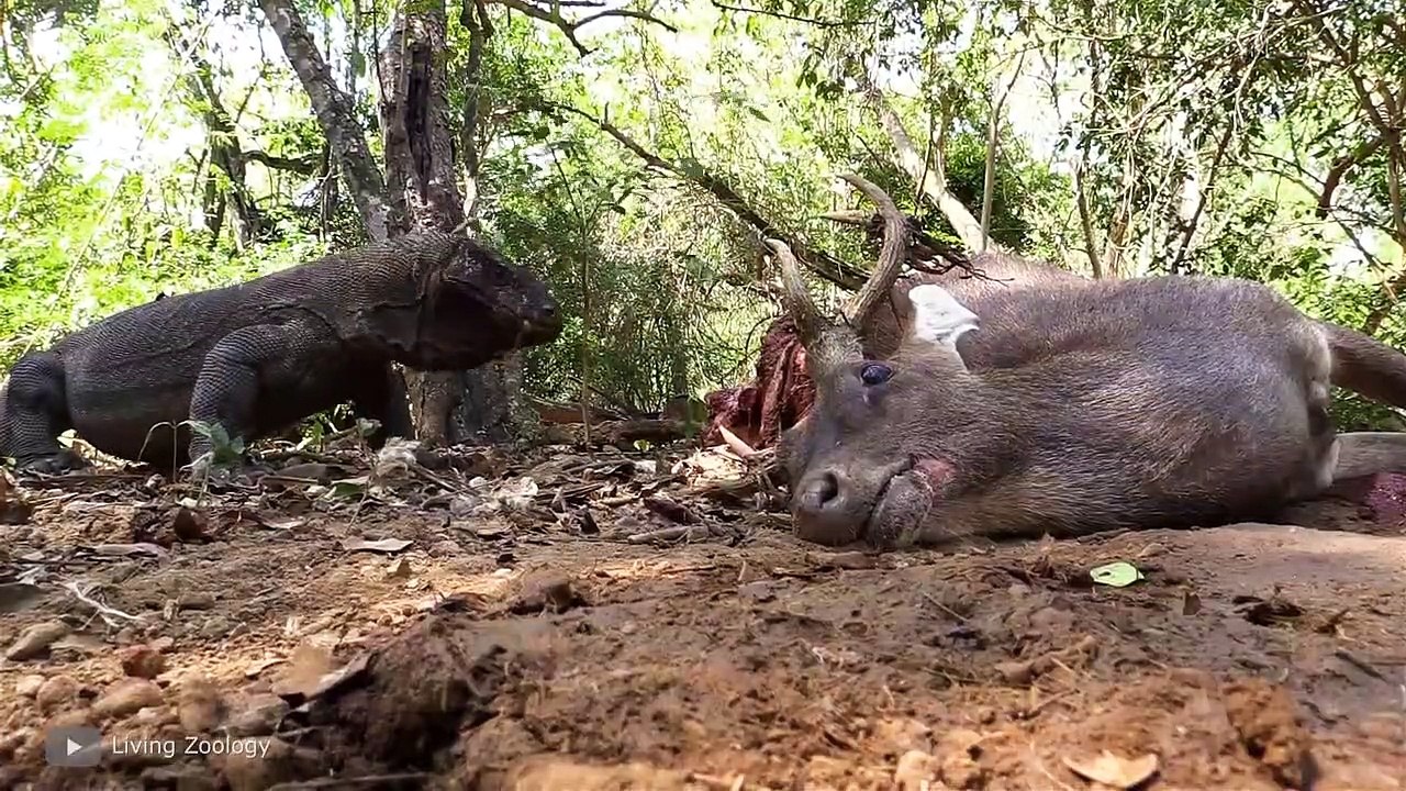 The Largest Reptile that Ever Lived - video Dailymotion