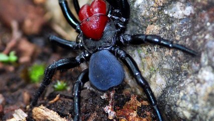 This is The Biggest Spider in The World Caught on Camera