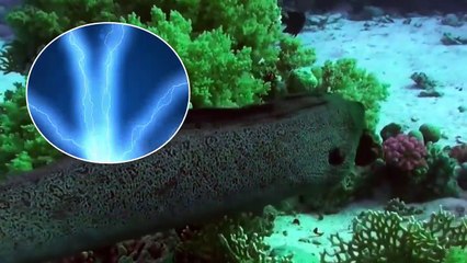 This Is the Most Dangerous Fish in the World