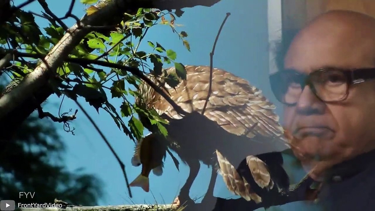 This Is What The Most Dangerous Owl In The Worl...