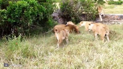 This Is Why Male Lions End Their Lives So Badly