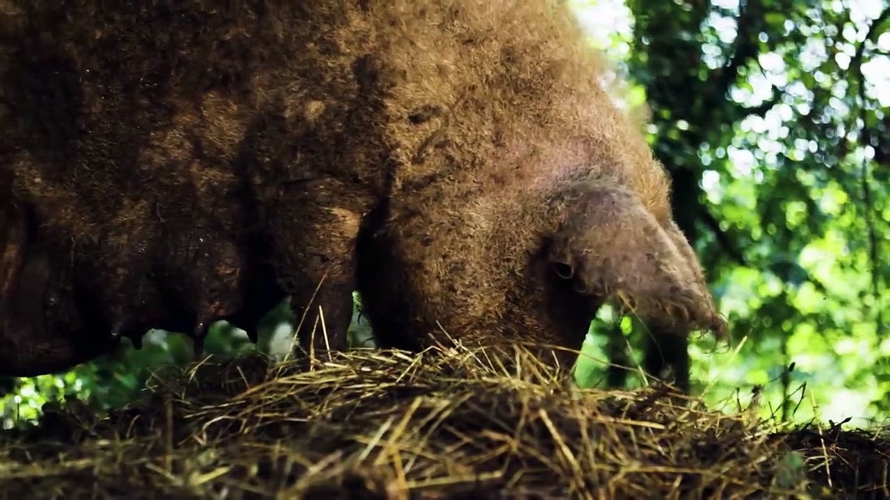 Unbelievable Animals That Saved Other Animals (2)