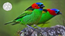 Dazzling exotic birds. strange