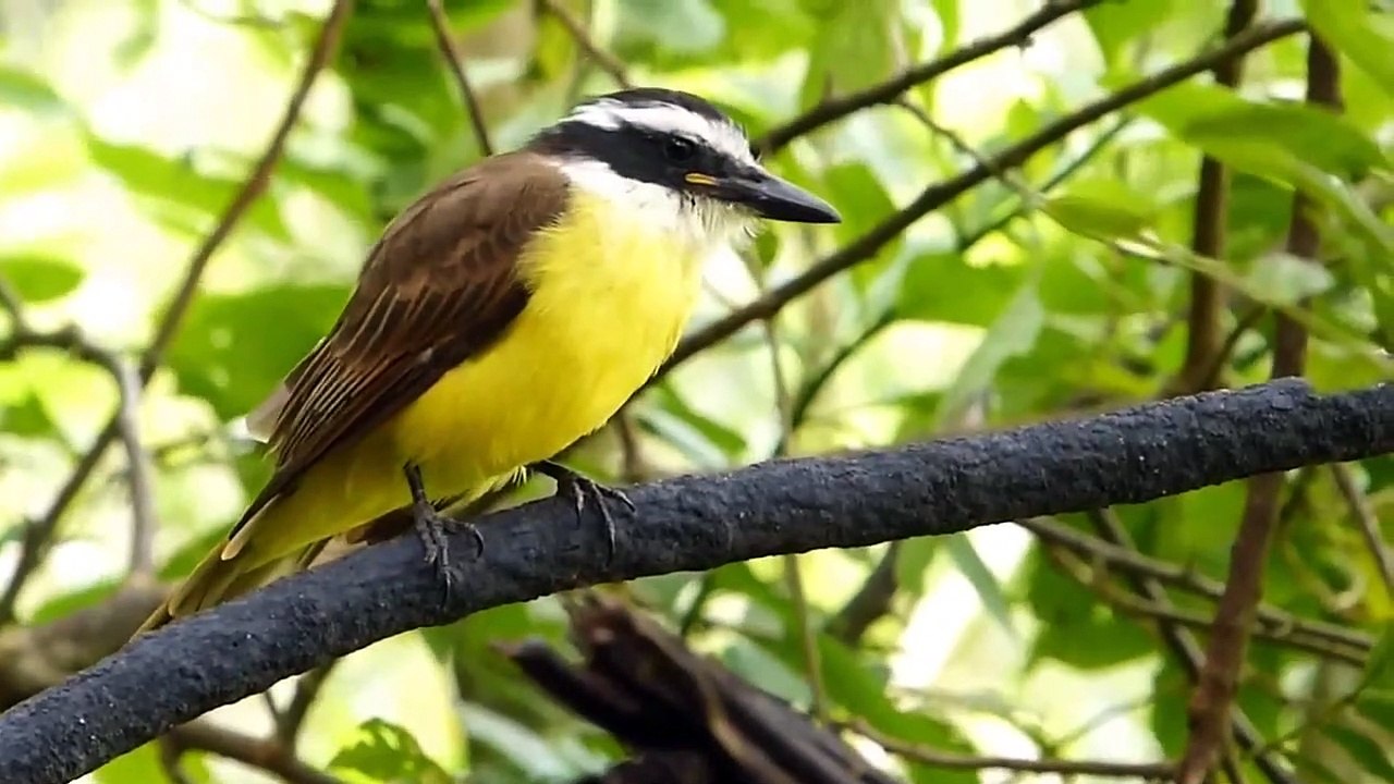 O som do BEM-TE-VI cantando: a curiosidade do bem-te-vi | Lindo canto do Bem te vi na natureza