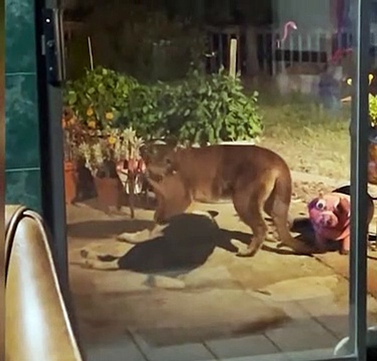 Moment CA woman finds a mountain lion dragging her dog by its neck