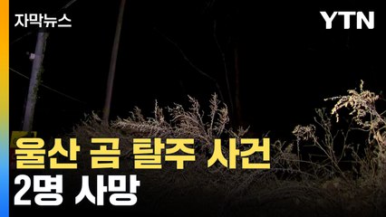 [자막뉴스] 울산서 '곰 탈출' 소동...60대 부부, 불법으로 키우다 참변 / YTN