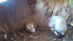 Barn owls | Laying Eggs and Long Day spent Incubating