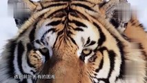 No matter how ferocious a tiger is, it has to bow its head to the temperature. Siberian tiger, who said that I am not afraid of the cold_ Travel with Tour_360p