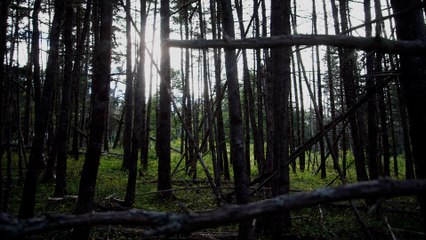 The Curse of Oak Island|Bonus: Paranormal|S4|E