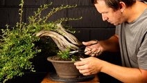 How an overgrown bonsai tree is professionally restored