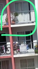 Cachorra morre após ser deixada presa na sacada