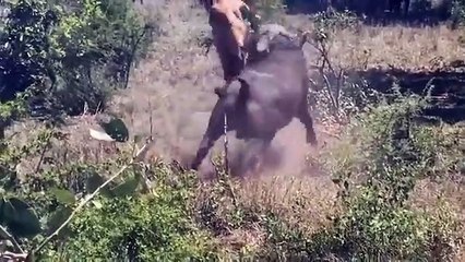 Salah sasaran, untuk ingin menjadi pemangsa,namun sebaliknya menjadi mangsa.