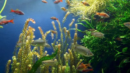 Fish - in Beautiful Nice video Animal water