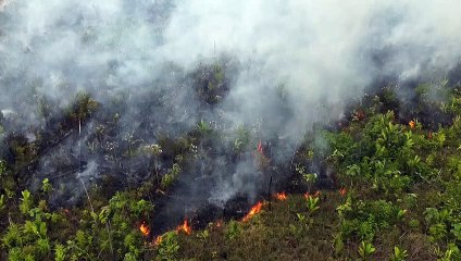 Queimadas na Amazônia Legal já superam as registradas em 2021