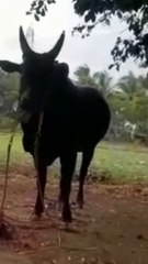 கும்கி பட விக்ரம் பிரபு போல காளையின் கொம்பை பிடித்து ஏறிய சிறுவன்