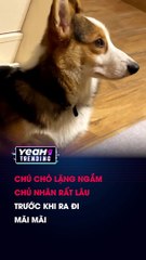 CHÚ CHÓ LẶNG NGẮM CHỦ NHÂN RẤT LÂU TRƯỚC KHI RA ĐI MÃI MÃI