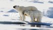 Did You Know? Polar Bears || RANDOM, AMAZING and INTERESTING FACTS AROUND THE WORLD