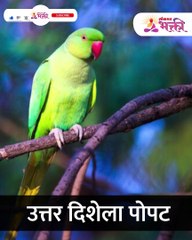 घरात पोपट पाळणे शुभ की अशुभ, जाणून घ्या वास्तुशास्त्र काय सांगते