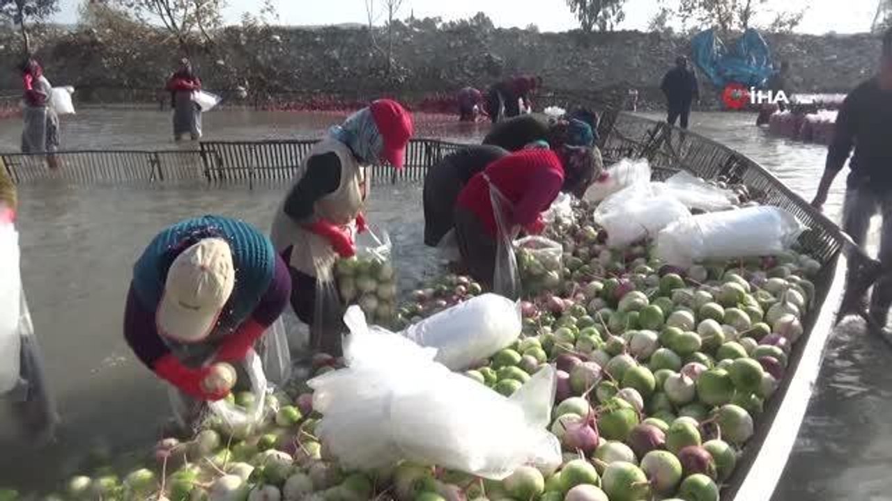 Osmaniye'de turp hasadı başladı