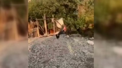Mersin'de mahalleye inen domuzun kümesteki tavuğu kaçırması görüntülendi