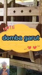 Domba garut