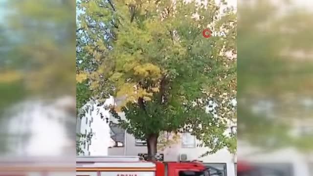 Ağaçta mahsur kalan kedi, itfaiye erinin omzunda aşağı indi