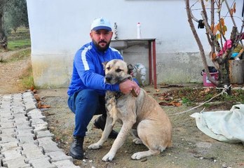 VÜCUDUNDAKİ YÜZLERCE SAÇMA İSABET EDEN KÖPEKTE ZEHİRLENME VE SAKAT KALMA TEHLİKESİ