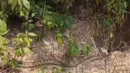 जौनपुर: पशु चिकित्सालय में निकला विशालकाय अजगर का जोड़ा, देखिये वीडियो