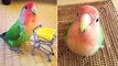 Funny Parrots Videos Compilation cute moments of the animals - HaHa Animals