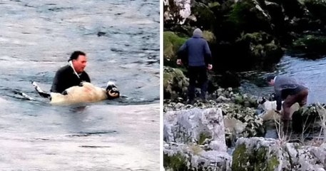 Angleterre : un homme héroïque sauve un mouton qui était en train de se noyer dans une rivière glaciale