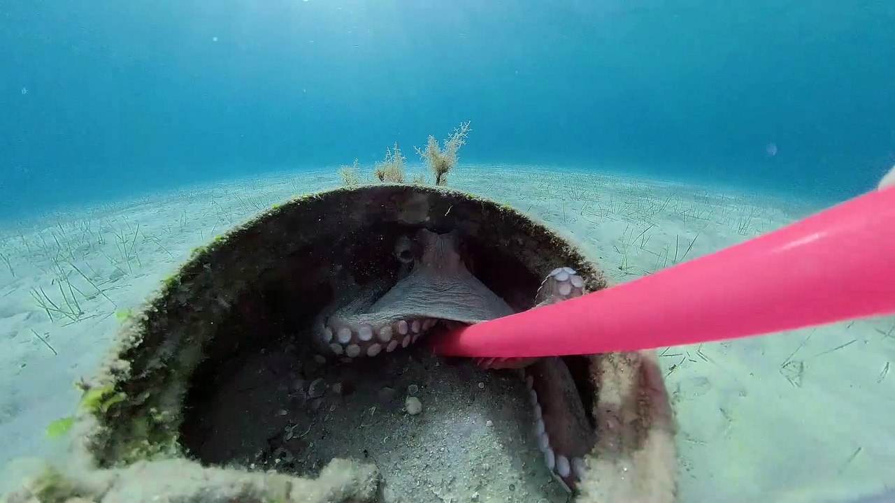 Rencontre avec un poulpe dans une jarre de pêcheur