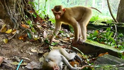 Breaking News! Today, October 23, 2022, someone p-oisoned Princeton in the Amber group