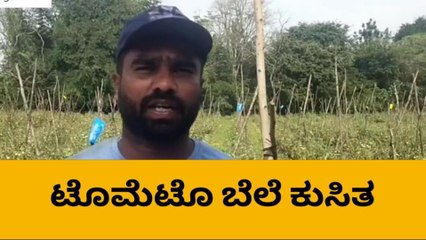 ಪಾತಾಳಕ್ಕೆ ಕುಸಿದ ಟೊಮೆಟೊ ಬೆಲೆ-ಬೆಳೆಗಾರರು ಕಂಗಾಲು..!
