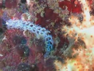 palong wall koh phi phi