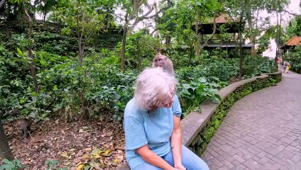 Cheeky monkey makes itself at home on woman's head