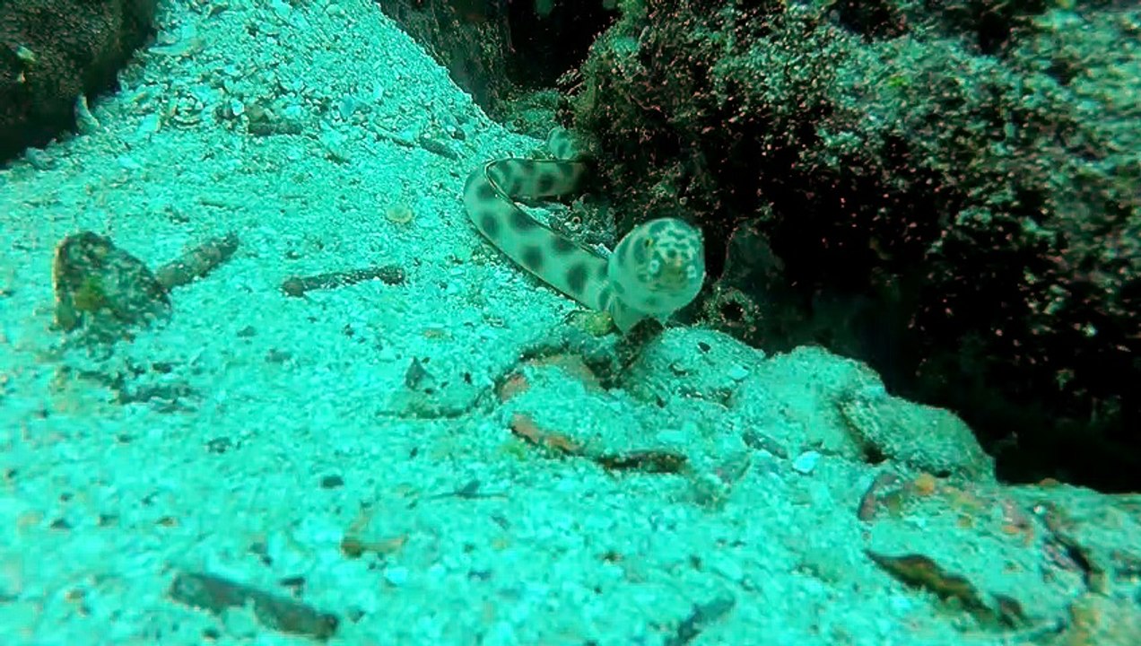 Galapagos snake eel
