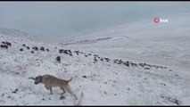 Iğdır'ın yüksek kesimlerine kar yağdı