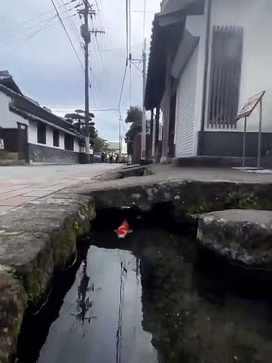 Ce que l'on trouve dans les caniveaux au Japon