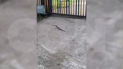 Novo mascote? Cobra Cascavel é encontrada no CT do FC Cascavel