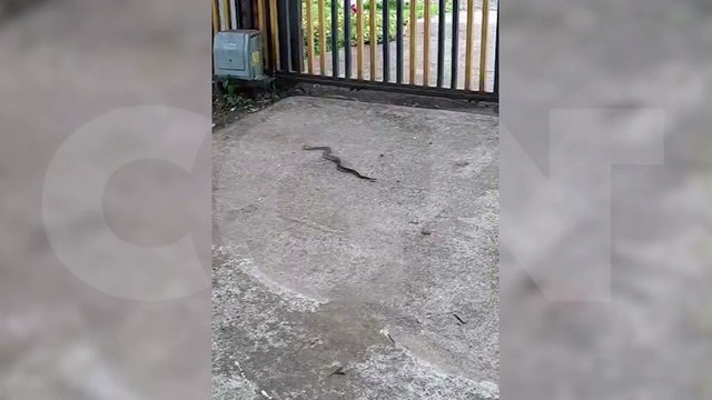 Novo mascote? Cobra Cascavel é encontrada no CT do FC Cascavel