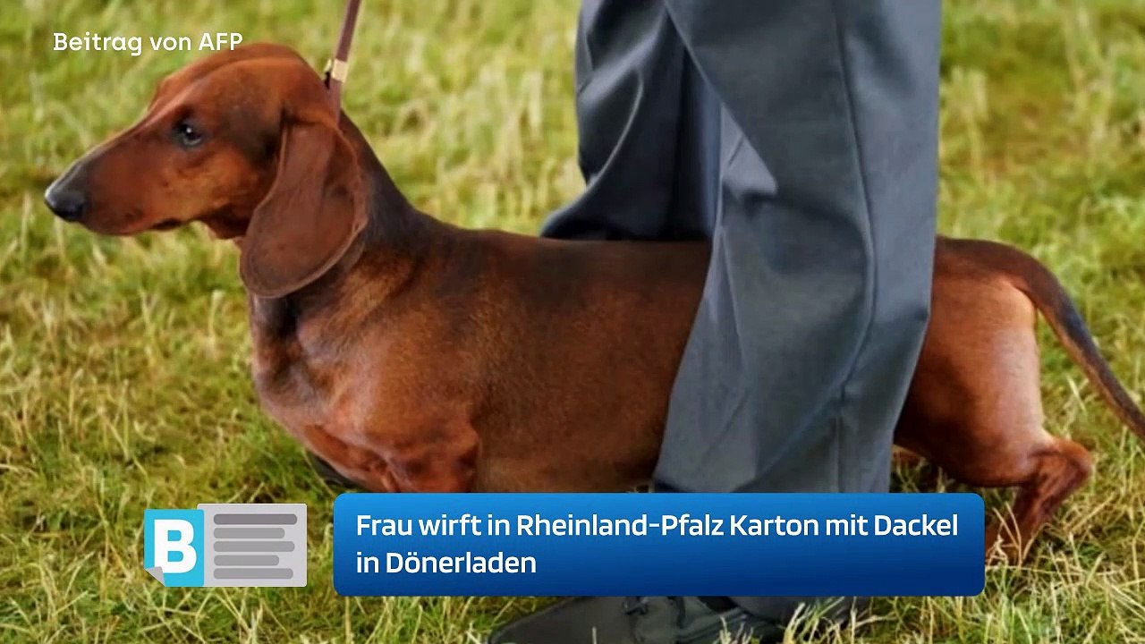 Frau wirft in Rheinland-Pfalz Karton mit Dackel in Dönerladen